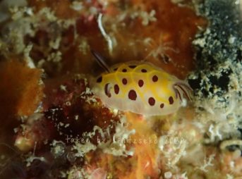 テンテンウミウシ