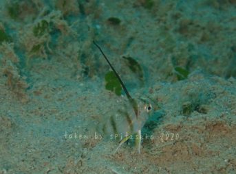 タイワンダイ子供