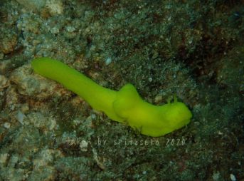 レモンウミウシ