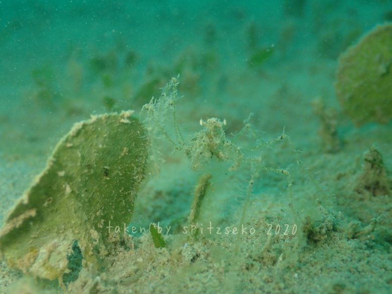 クモガニの仲間