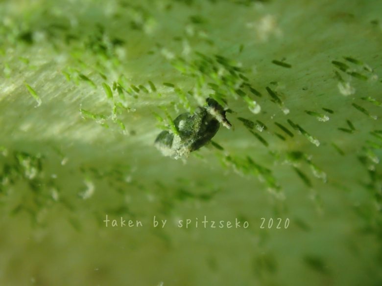 ミドリガイの仲間