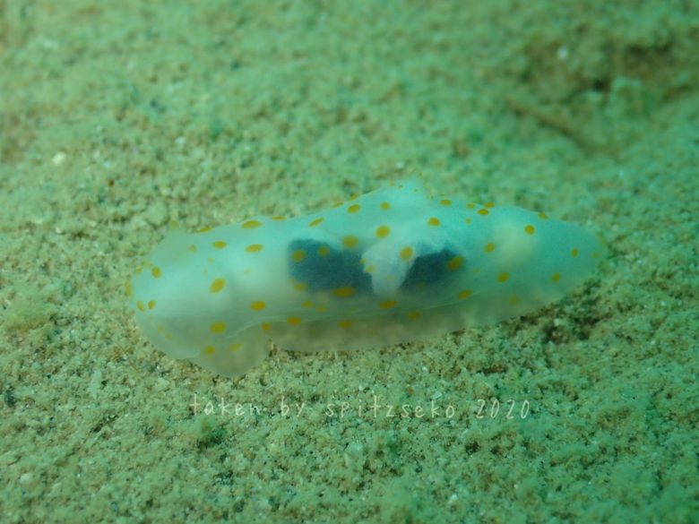 キヌハダウミウシ属の一種