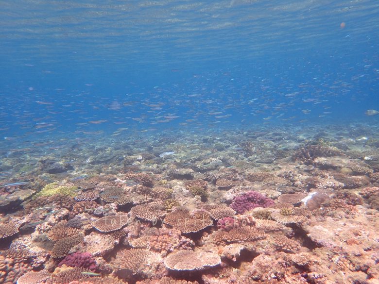 サンゴがきれいでした