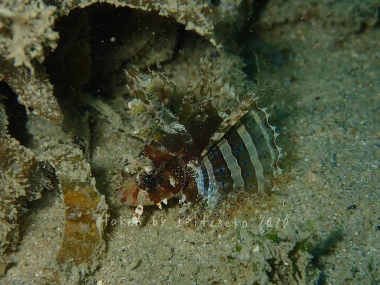 シマヒメヤマノカミ