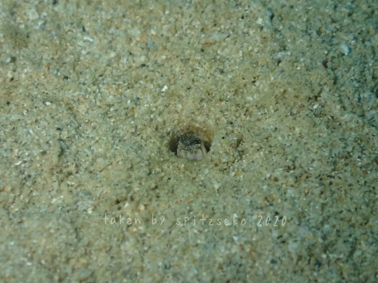 カエルアマダイ