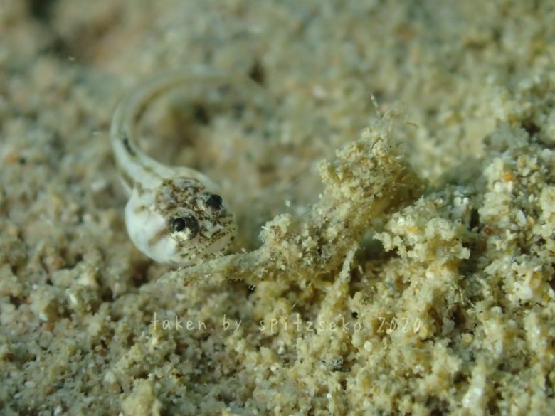 カエルアマダイygとエビジャコかな