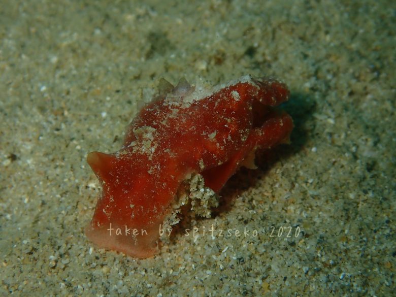 ウミウシではなさそうです