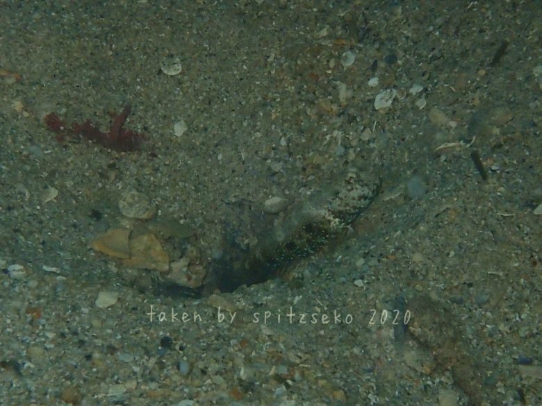 ヒノマルハゼかな?