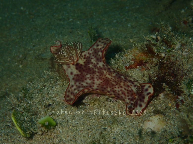 ミナミニシキウミウシ