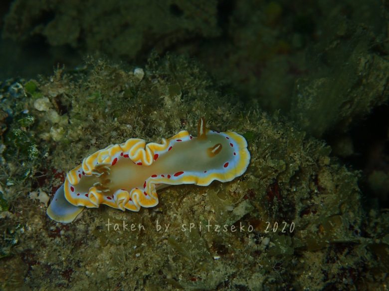 アカテンイロウミウシ