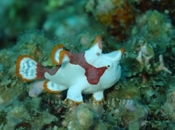 クマドリカエルアンコウ