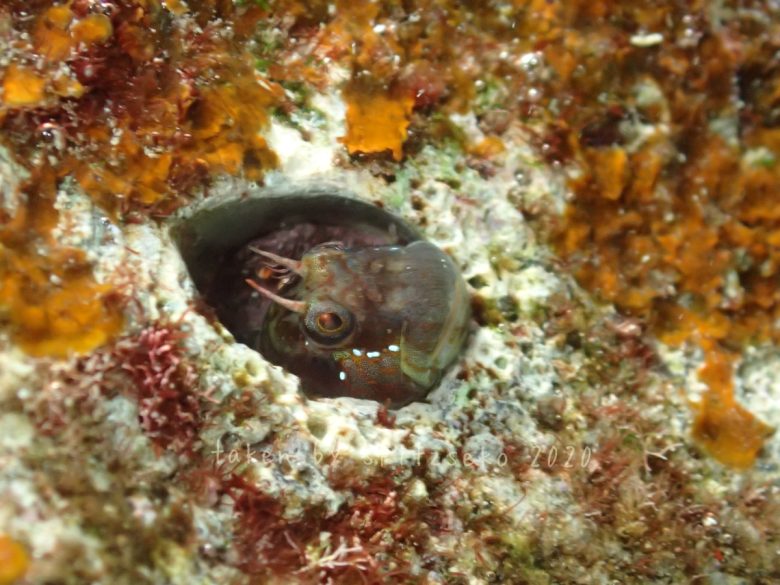 ゴテンカエルウオ