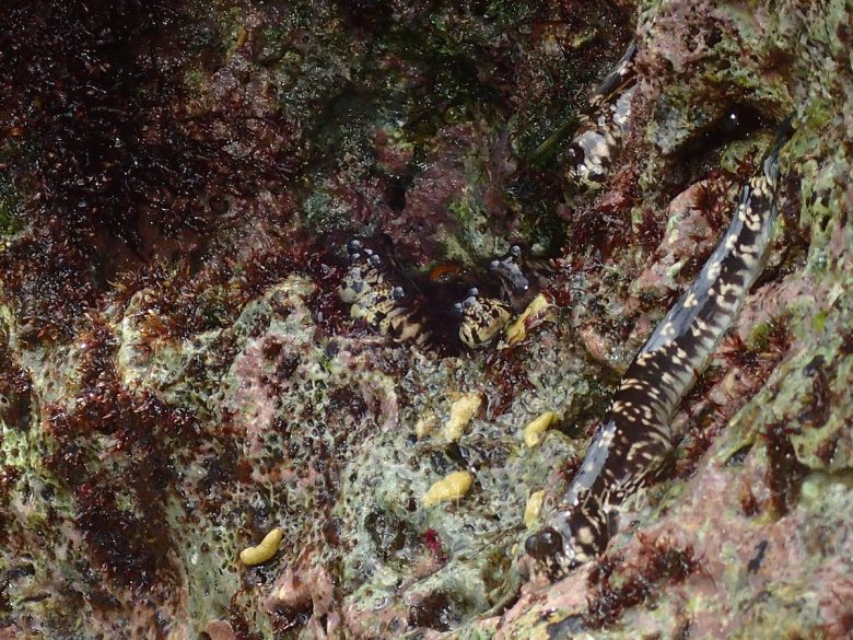 タマカエルウオ