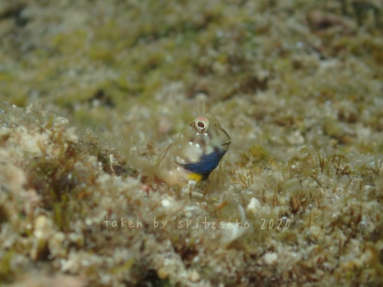 ロウソクギンポ