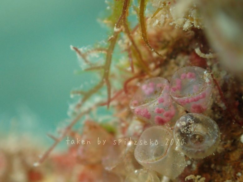 ワイングラスことナガサキニシキニナの卵