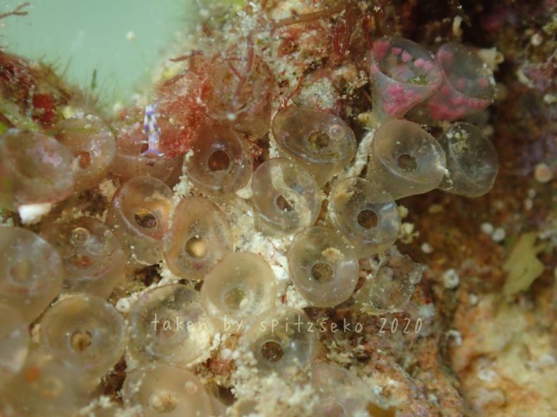 ワイングラスことナガサキニシキニナの卵