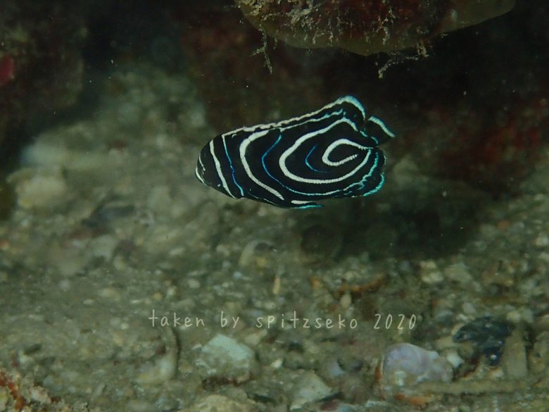 タテジマキンチャクダイ子供