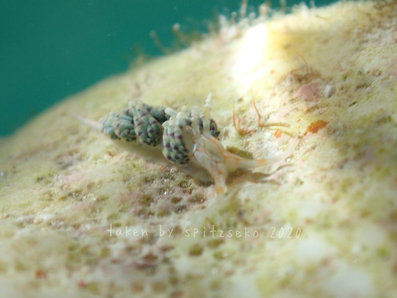 トウリンミノウミウシ