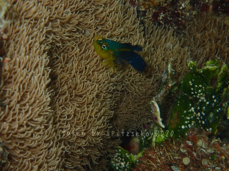 リュウキュウニセスズメ