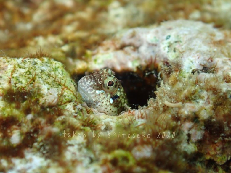 ゴテンカエルウオ