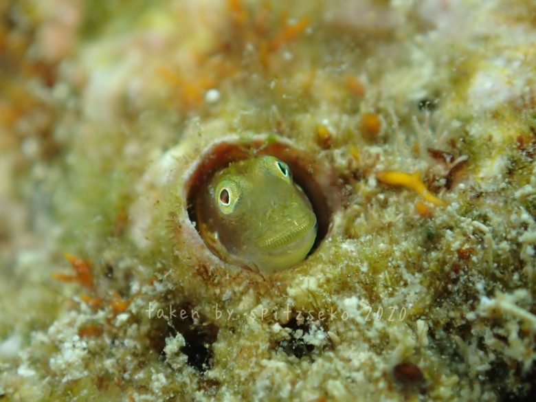 シシマイギンポ