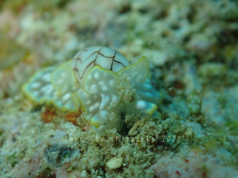 コンシボリガイ