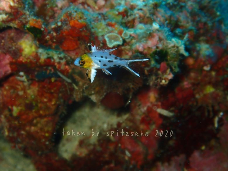 ヒオドシベラ子供