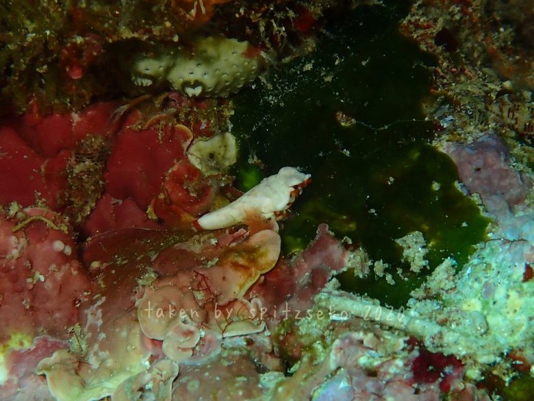 コウワンテグリ