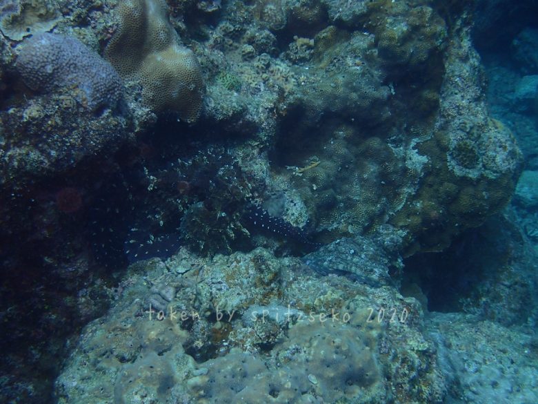 ワモンダコ交接中