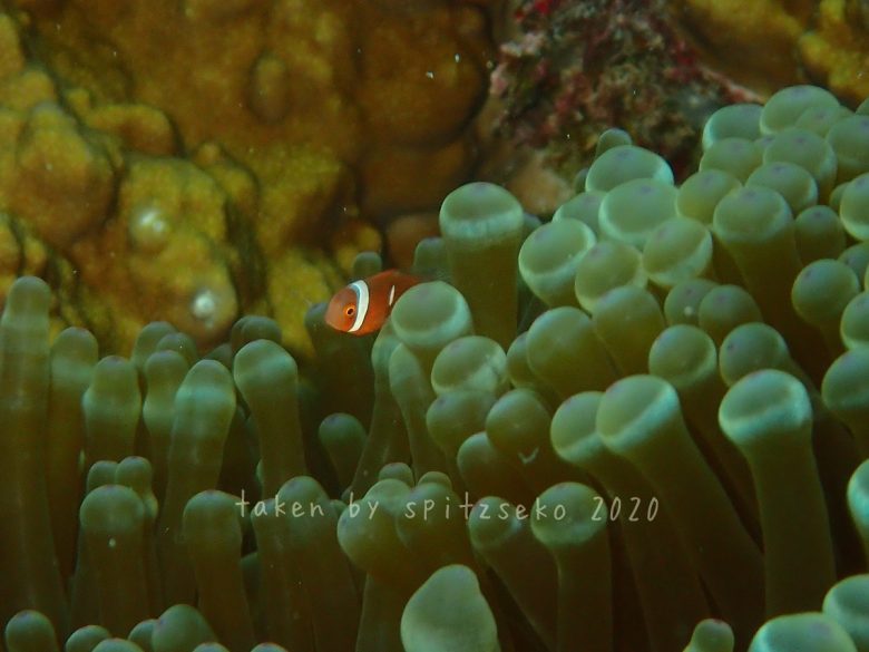 ハマクマノミ子供