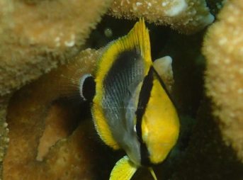 アケボノチョウチョウウオ