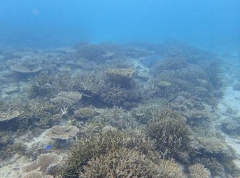 浅瀬のサンゴきれい