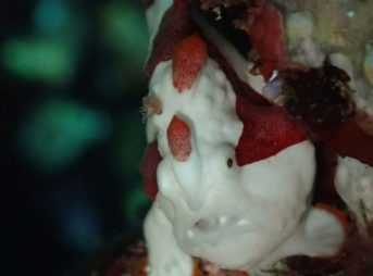 クマドリカエルアンコウ