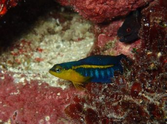 リュウキュウニセスズメ