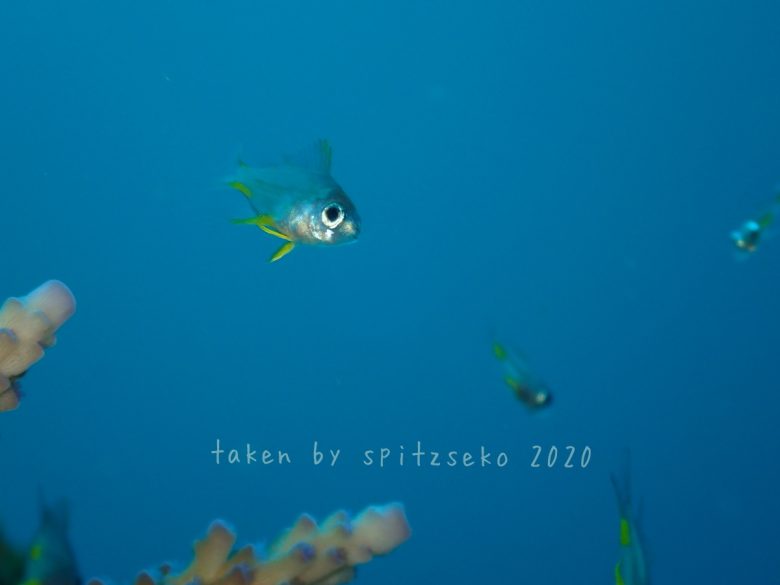 ナミスズメダイ子供