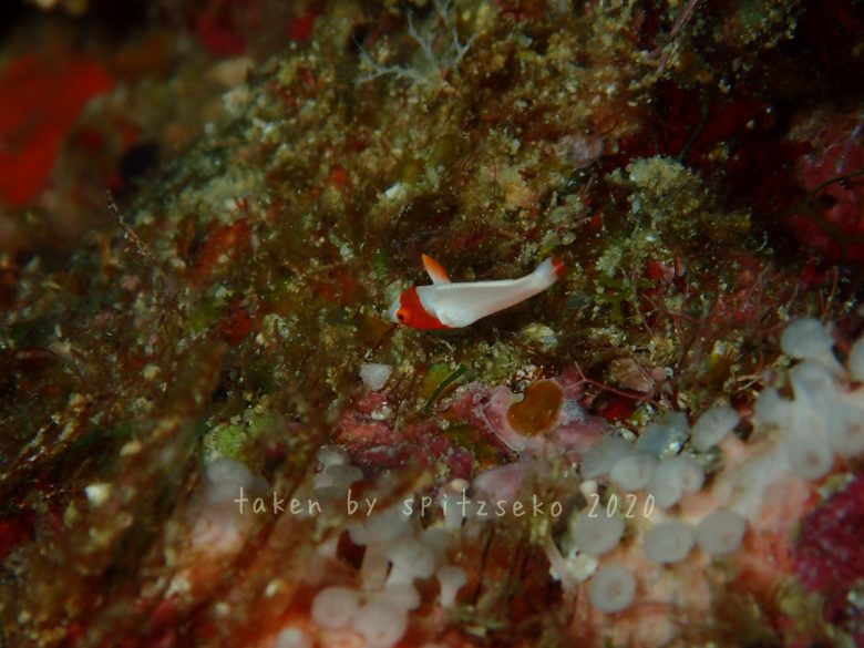 イロブダイ子供