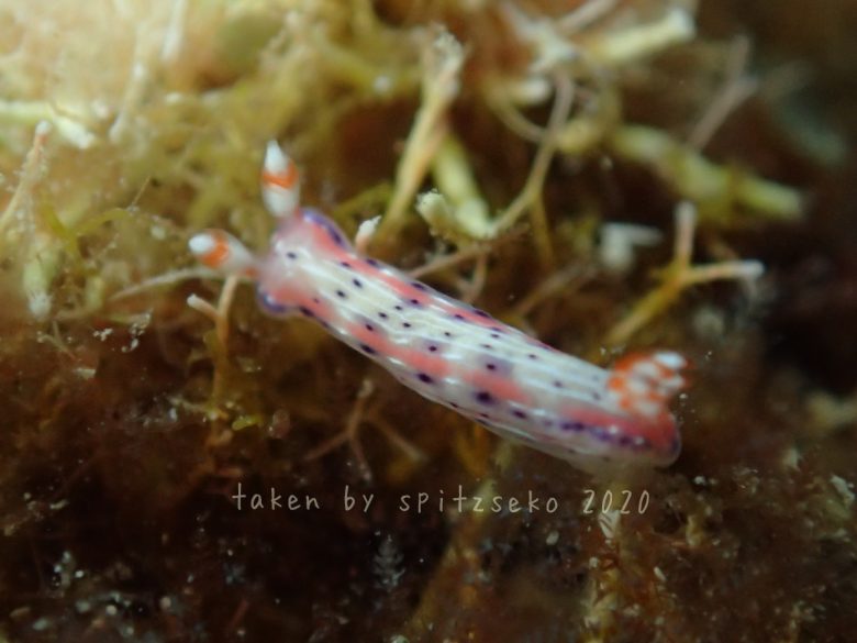 アジサイイロウミウシ