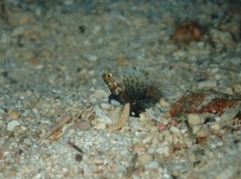 ホタテツノハゼ子供