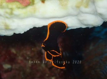 アカククリ子供