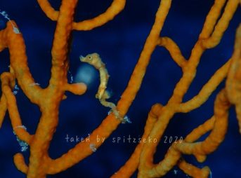 カクレタツノコ