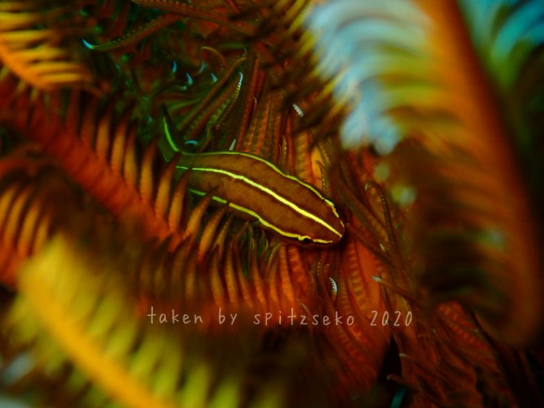 ウミシダウバウオ