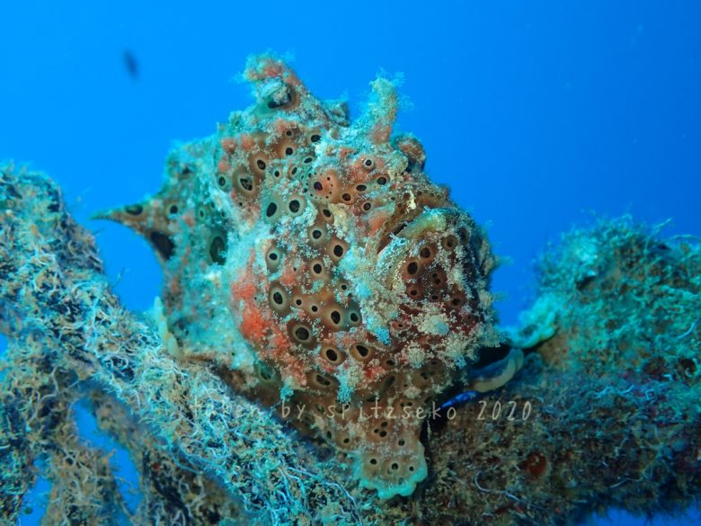 オオモンカエルアンコウ