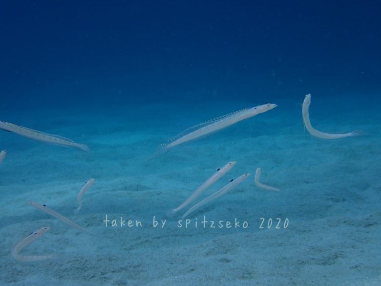 リュウグウベラギンポ