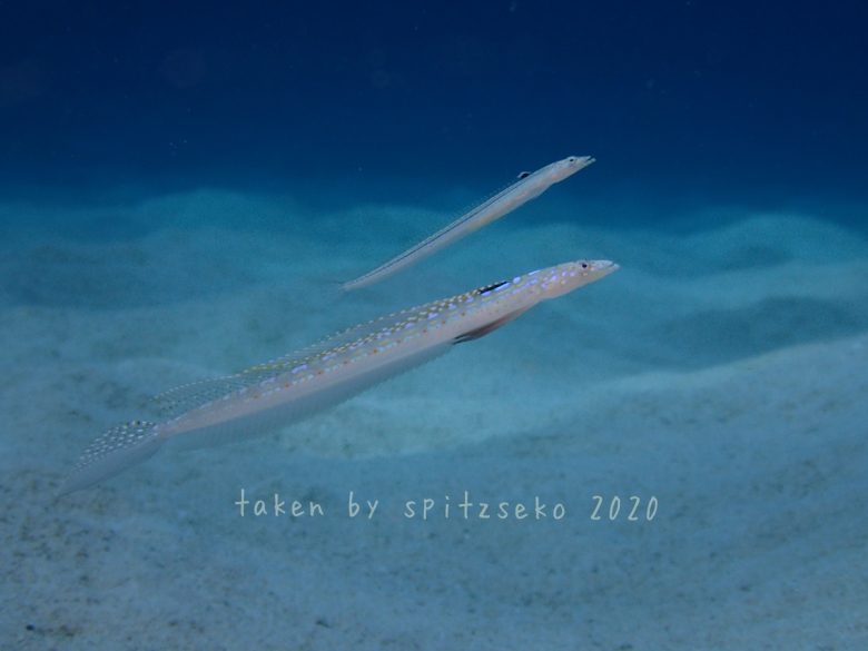 リュウグウベラギンポ