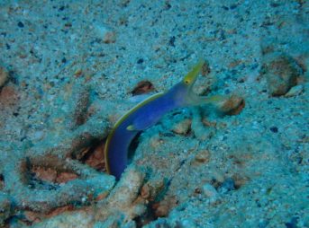 ハナヒゲウツボ