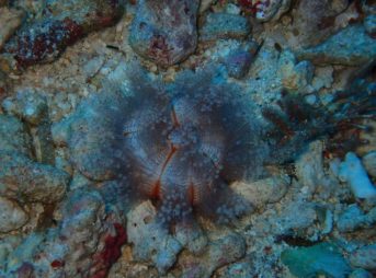 リュウキュウフクロウニ幼体