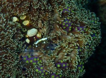 ミノイソギンチャクに大きなイソギンチャクエビ