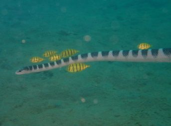 クロボシウミヘビとコガネシマアジ子供