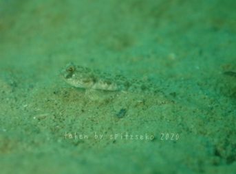 サルハゼの仲間