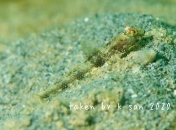 ホタテツノハゼ属の一種